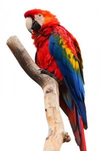 Ein Papagei in Farbe