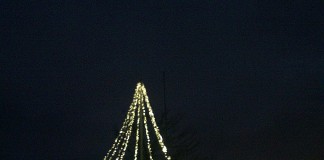 Weihnachtsbaum auf der Wolfsburg (Foto: Stadtverwaltung Neustadt)