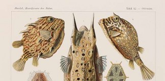 Ernst Haeckel, Kunstformen der Natur, 1899 - 1904 - Tafel 42 Ostraciontes - Kofferfische