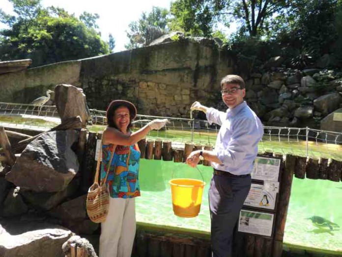 Nancy Duman und Oberbürgermeister Thomas Hirsch füttern die Humboldt-Pinguine im Zoo Landau (Foto: Zoo Landau)