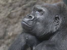 Gorilla-Weibchen Julchen verstarb im Alter von 52 Jahren (Foto: Matthias Besant