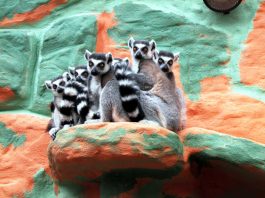 Lemuren Zoo KL
