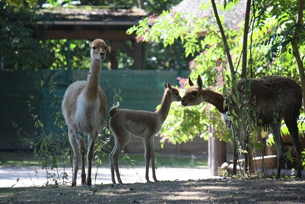 Vikunja Jungtier mit Mutter (Foto: Zoo Frankfurt)