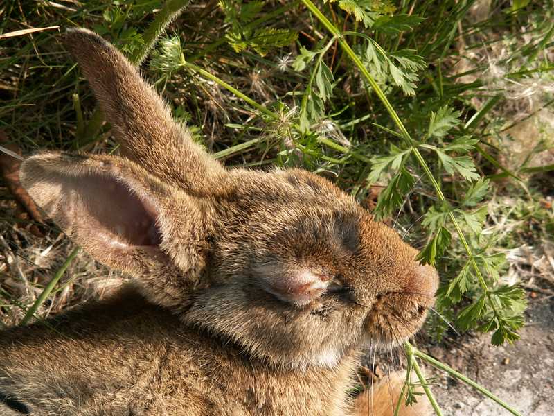 Kaninchen mit Lidschwellung infolge Myxomatose (Foto: Piet Spaans CC BY-SA 2.5)
