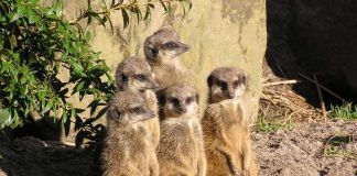 Erdmännchengruppe (Foto: Zoo Landau)