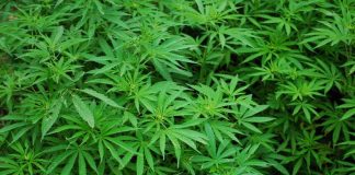 Cannabispflanzen - Quelle Pixabay