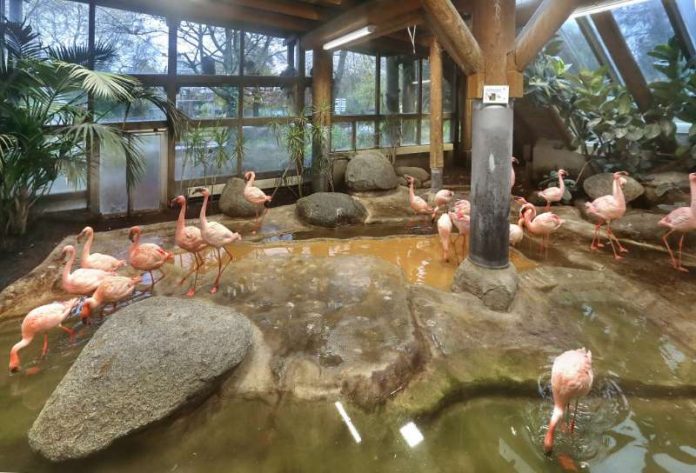 Vorsorgemaßnahmen im Zoo Karlsruhe - die Zwergflamingos können wie immer im Inneren des Dickhäuterhauses beobachtet werden. (Foto: Stadt Karlsruhe)