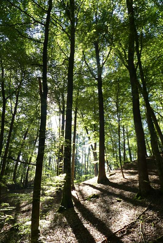 Wald sich selbst überlassen: Kernzonen im Pfälzerwald (Foto: BV Pfalz)