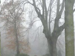 Großer Ehrenfriedhof im Nebel (Foto: Stadt Bingen)