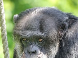 Schimpanse Benny (Foto: Stadt Karlsruhe)