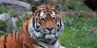 Tiger im Landauer Zoo (Foto: Igor T.Schmeing)