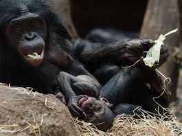 Bonobo MIXI mit Jungtier TIKALA (Foto: Sascha Klacke)
