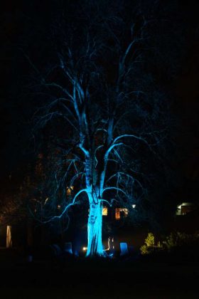Ein illuminierter Baum (Foto: Holger Knecht)