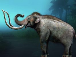 Mammut (Illustration Sergio de la Rosa)