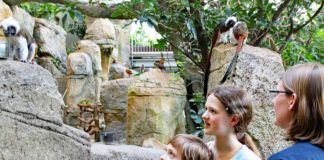 Eine Gruppe beobachtet im Exotenhaus die Lisztäffchen. In diesem Jahr waren bereits mehr Besucher im Zoologischen Stadtgarten als je zuvor. (Foto: Stadt Karlsruhe)