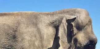 Die Asiatische Elefantenkuh Maya wird trotz einer Vorvereinbarung über die Abgabe an den Zoo Karlsruhe weiter im Zirkus auftreten. (Foto: Stadt Karlsruhe)