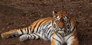 Tiger (Quelle: Zooschule Landau, Foto: Holger Feldmaier)