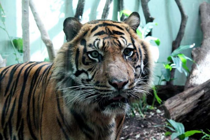 Sumatra-Tiger Vanni im Katzendschungel (Foto: Zoo Frankfurt)