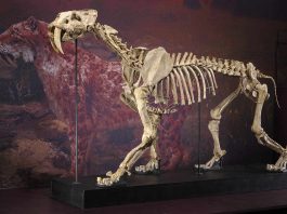 1:1-getreues Skelettmodell der in dieser Zeit ausgestorbenen Siedler-Säbelzahnkatze (Foto: Staatliches Museum für Naturkunde Karlsruhe)