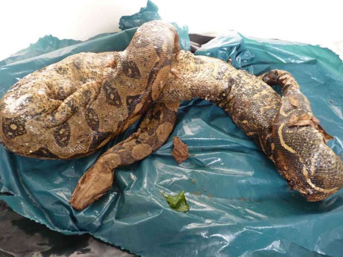 Eine Schlange wurde tot aufgefunden (Foto: Stadt Heilbronn)