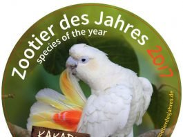 Der Kakadu wurde zum Zootier des Jahres gewählt (Foto: Zootier des Jahres)