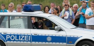 Diensthund im Polizeiauto (Foto: Holger Knecht)
