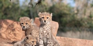 Sudan-Geparden werden in der Wildbahn rar, aber im Zoo Landau erfolgreich nachgezüchtet (Quelle: Zoo Landau/Steffi Heß)