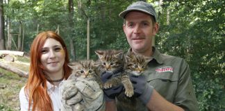 Drei Wildkatzenbabys in besten Händen (Foto: Erlebnispark Tripsdrill GmbH & Co. KG)