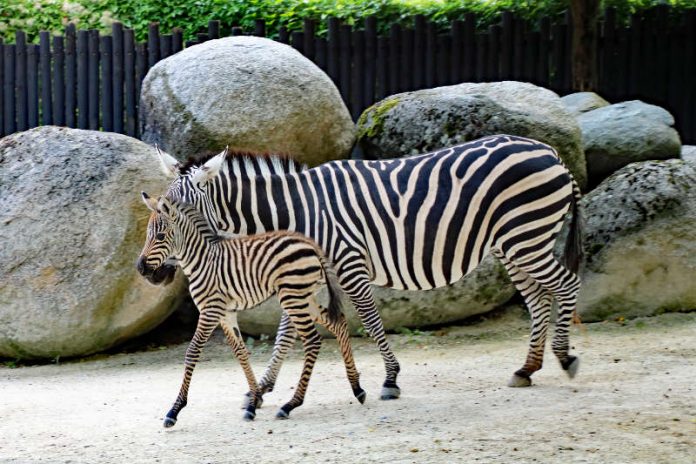 Zebrastute Livanga trabt zusammen mit ihrem Nachwuchs durch das Gehege. (Foto: Zoo Karlsruhe)