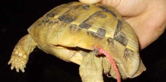 Schnur durch den Panzer der Schildkröte gezogen - Polizei erstattet Anzeige
