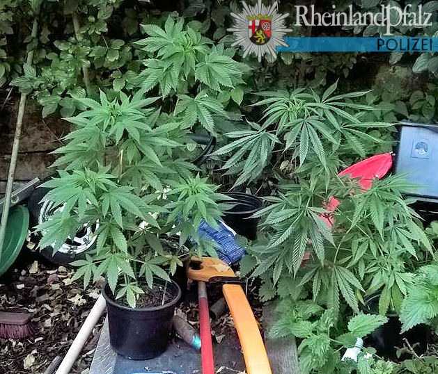Auf der Suche nach einem Mann fanden die Polizeibeamten auch diese Cannabispflanzen.