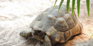 Auch die Breitrandschildkröten im Zoo Landau werden im Oktober eingewintert und sind dann erst im Frühjahr wieder für die Besucher zu sehen. Das ist wichtig zum Wohl der Tiere. (Foto: Zoo Landau)
