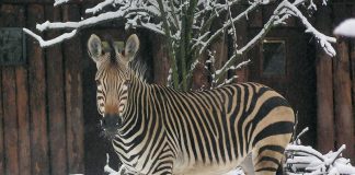 Zebra (Foto: Zoo Landau)