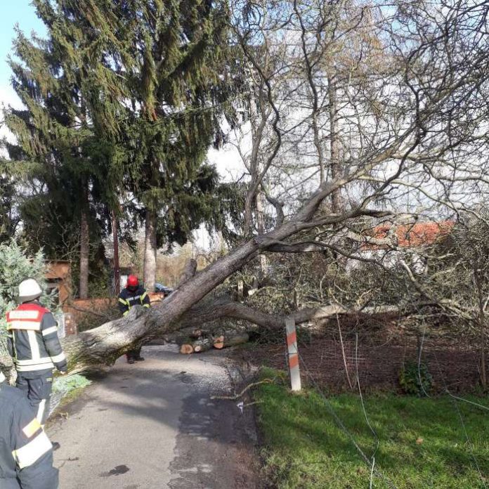 Umgestürzer Baum in Mainz-Kastel (Foto: Feuerwehr Wiesbaden)