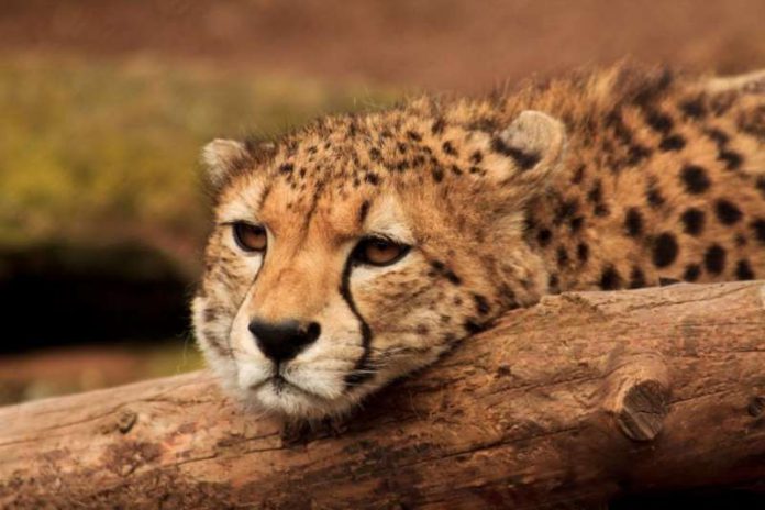 Gepard (Foto: Zoo Landau)