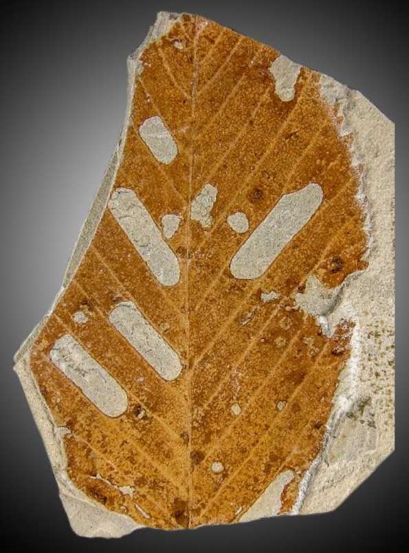 Fossil überliefertes Blatt eines Buchengewächses (Fagus cf. pliocenica) aus dem Pliozän von Willershausen (GZG.W 21920), mit eindeutig erkennbarem Lochfraß. (Foto: Torsten Wappler, HLMD)
