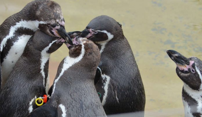 Pinguine bei Paarung (Foto: Stadtpark Mannheim)