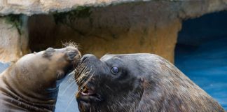 Mähnenrobben (Foto: Heidrun Knigge/Zoo Heidelberg)