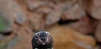 Pinguin (Foto: Marion Bernhardt)