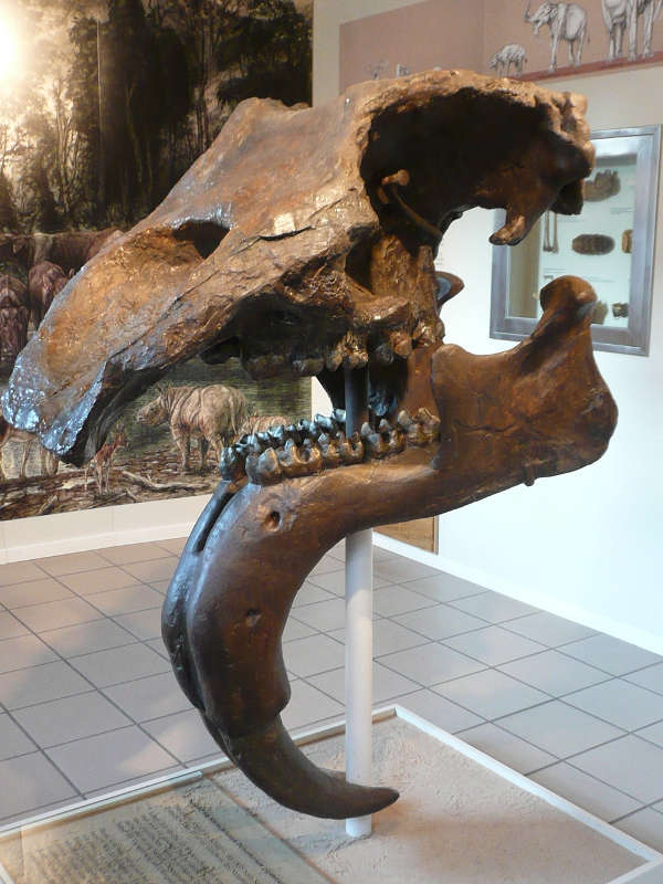 Schädel Dinotherium, Eppelsheim (Foto: privat / Tourist Information Alzeyer Land)