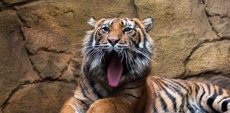 Die zweijährige Karis ist aus dem ZSL London Zoo in den Zoo Heidelberg gezogen. (Foto: ZSL)