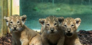 Löwen-Drillinge im Zoo (Foto. Bernd Kammerer)