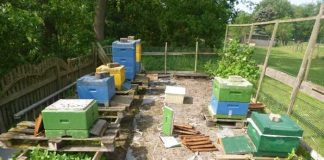 Die Bienenstöcke am Tatort