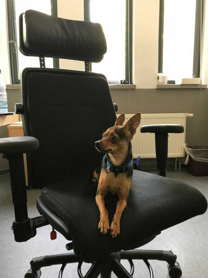 Foto des kleinen schwarz-braunen Hundes in der Polizeidienststelle