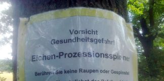 Die Umweltabteilung warnt mit Hinweisen vor dem Kontakt mit den Raupen. (Foto: Stadtverwaltung Neustadt)