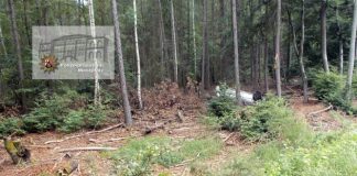 Der Pkw überschlug sich mehrfach und blieb schließlich 30 Meter abseits der Straße im Wald liegen.