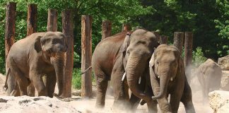 Tickets für den Welt-Elefantentag am 12. August im Zoo Heidelberg sind ab sofort an der Zookasse erhältlich (Foto: Petra Medan/Zoo Heidelberg)