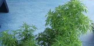 Die Polizei stellte zwei Cannabispflanzen und Marihuana sicher