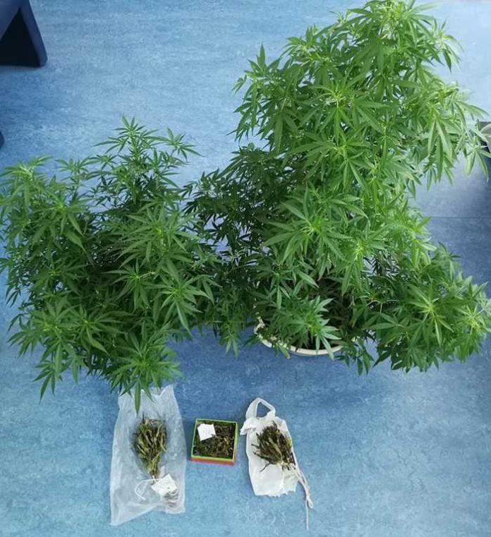 Die Polizei stellte zwei Cannabispflanzen und Marihuana sicher