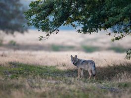 Wolf (Foto: NABU/Jürgen Borris)